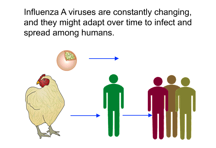 Influenza A viruses are constantly changing, and they might adapt over time to infect and spread among humans.