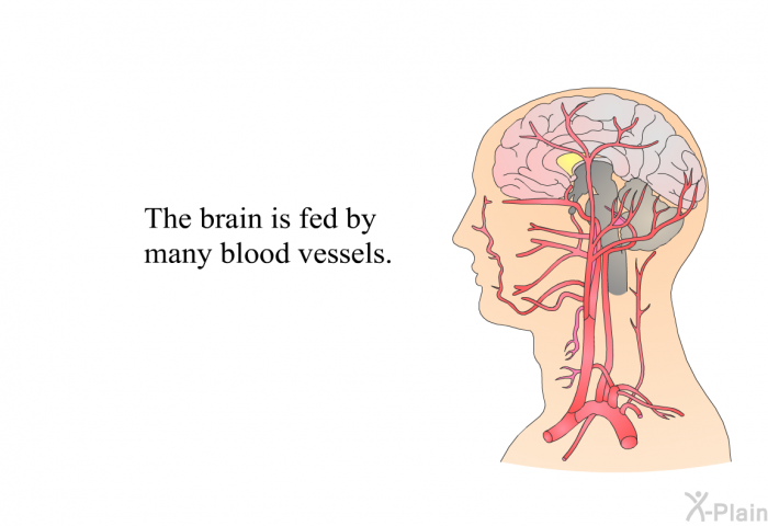 The brain is fed by many blood vessels.