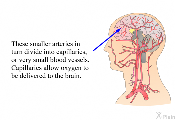 These smaller arteries in turn divide into capillaries, or very small blood vessels. Capillaries allow oxygen to be delivered to the brain.