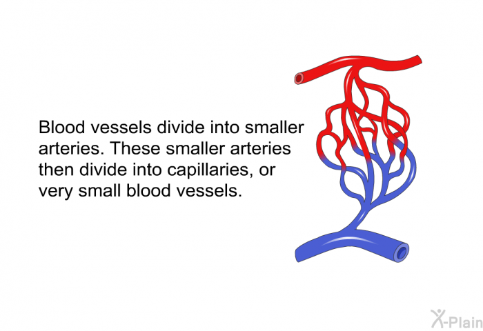 Blood vessels divide into smaller arteries. These smaller arteries then divide into capillaries, or very small blood vessels.