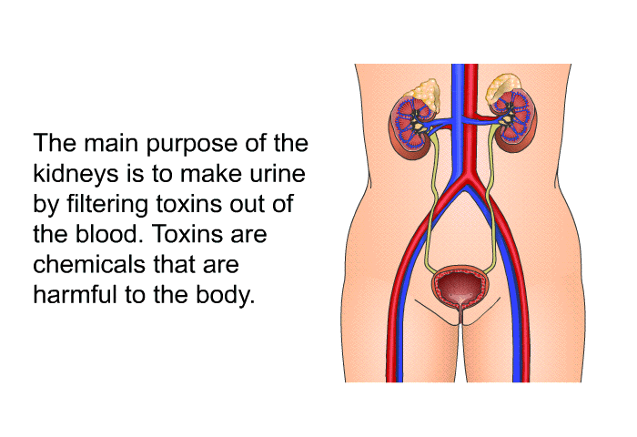 The main purpose of the kidneys is to make urine by filtering toxins out of the blood. Toxins are chemicals that are harmful to the body.