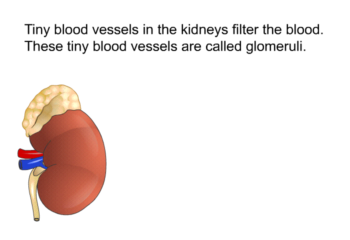Tiny blood vessels in the kidneys filter the blood. These tiny blood vessels are called glomeruli.