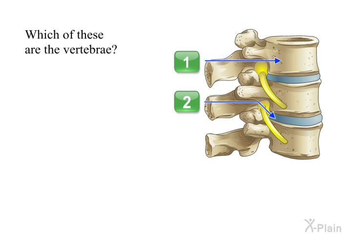 Which of these are the vertebrae?