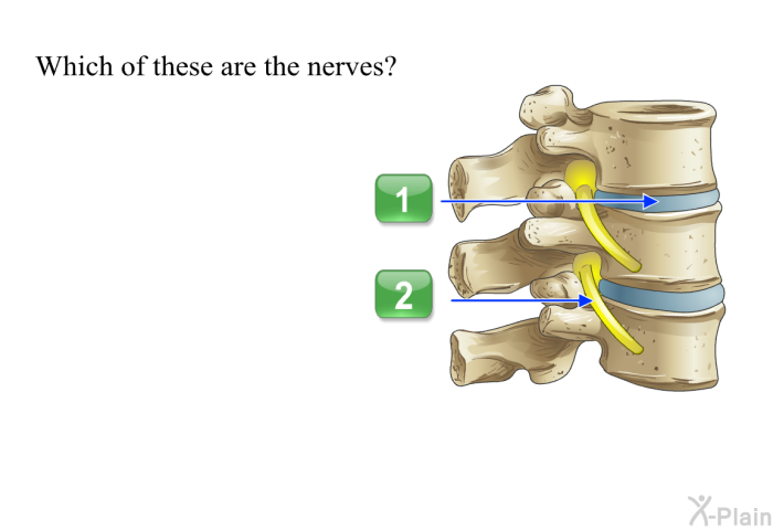 Which of these are the nerves?