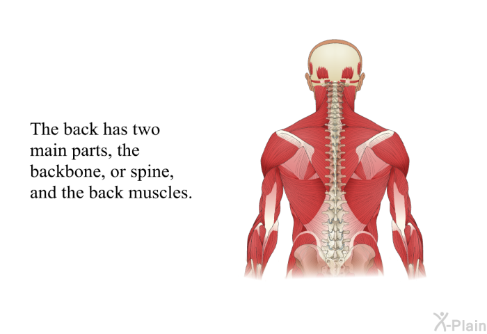 The back has two main parts, the backbone, or spine, and the back muscles.