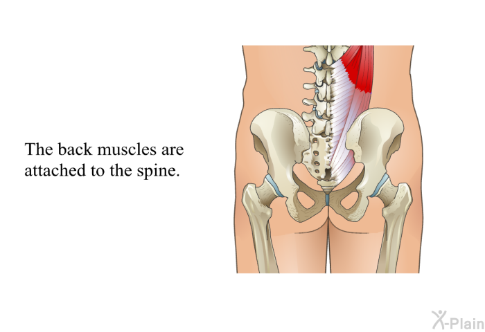 The back muscles are attached to the spine.