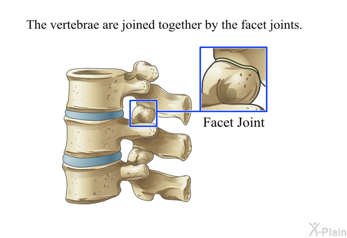 The vertebrae are joined together by the facet joints.