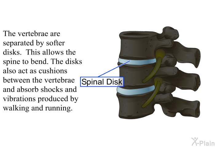 The vertebrae are separated by softer disks. This allows the spine to bend. The disks also act as cushions between the vertebrae and absorb shocks and vibrations produced by walking and running.