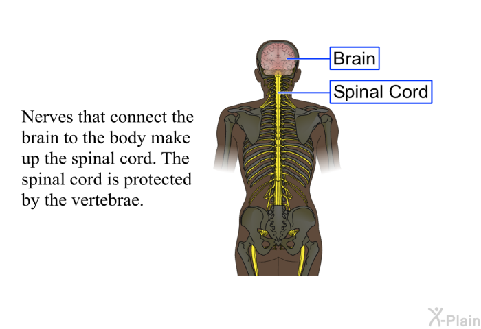 Nerves that connect the brain to the body make up the spinal cord. The spinal cord is protected by the vertebrae.