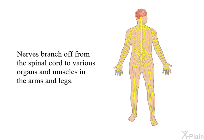Nerves branch off from the spinal cord to various organs and muscles in the arms and legs.