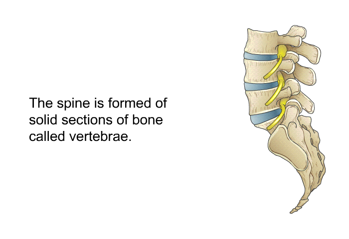 The spine is formed of solid sections of bone called vertebrae.