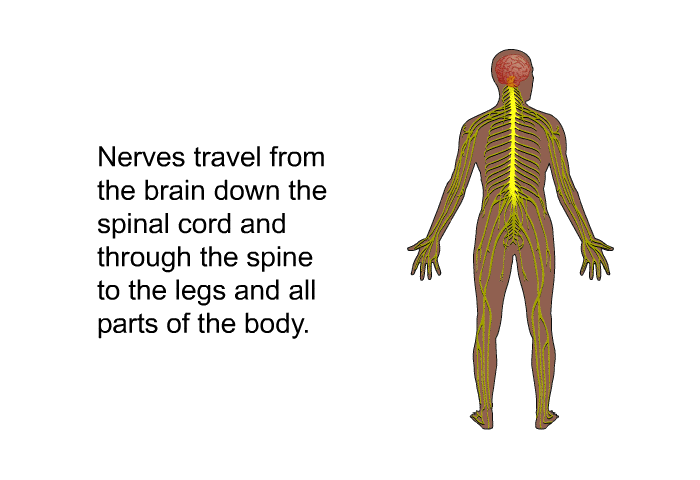 Nerves travel from the brain down the spinal cord and through the spine to the legs and all parts of the body.