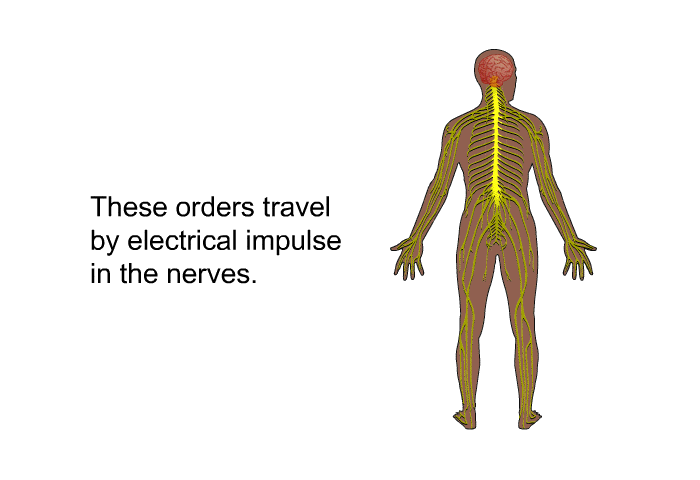 These orders travel by electrical impulse in the nerves.