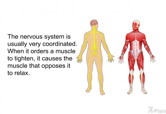 The nervous system is usually very coordinated. When it orders a muscle to tighten, it causes the muscle that opposes it to relax.