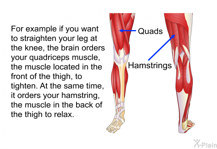 For example if you want to straighten your leg at the knee, the brain orders your quadriceps muscle, the muscle located in the front of the thigh, to tighten. At the same time, it orders your hamstring, the muscle in the back of the thigh to relax.