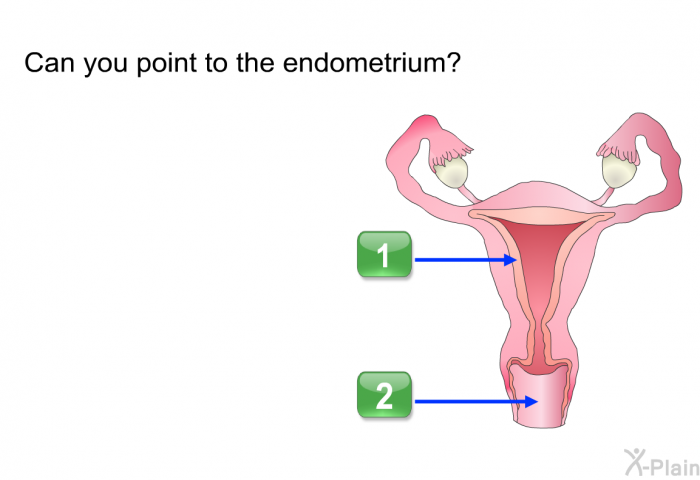 Can you point to the endometrium?
