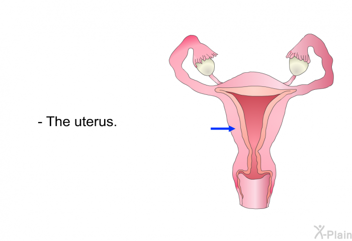 The uterus.
