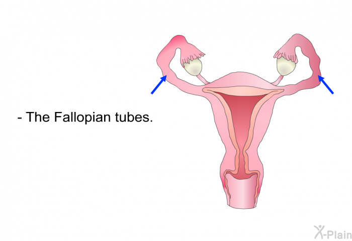 The Fallopian tubes.