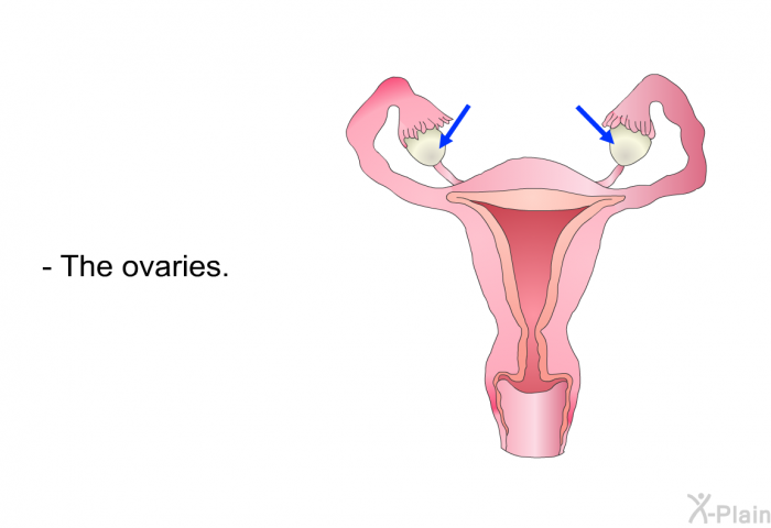 The ovaries.