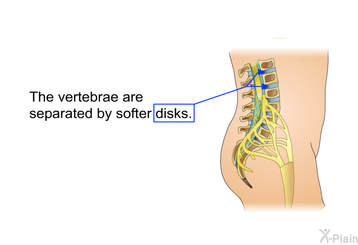 The vertebrae are separated by softer disks.