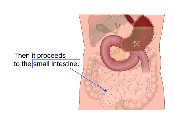 Then it proceeds to the small intestine.