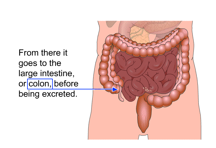 From there it goes to the large intestine, or colon, before being excreted.