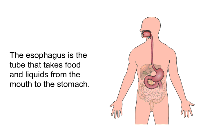 The esophagus is the tube that takes food and liquids from the mouth to the stomach.