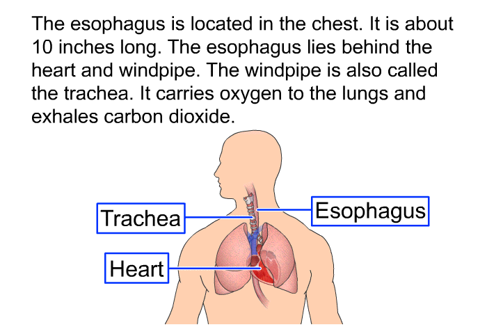 The esophagus is located in the chest. It is about 10 inches long. The esophagus lies behind the heart and windpipe. The windpipe is also called the trachea. It carries oxygen to the lungs and exhales carbon dioxide.