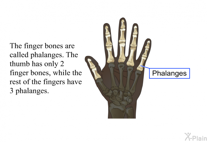The finger bones are called phalanges. The thumb has only 2 finger bones, while the rest of the fingers have 3 phalanges.