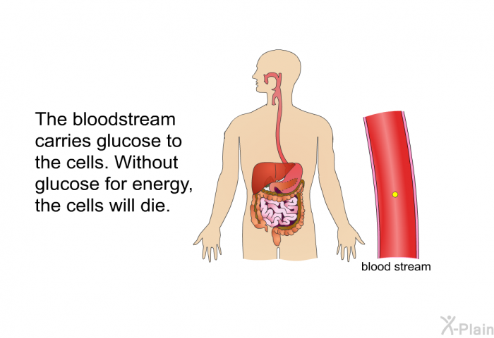 The bloodstream carries glucose to the cells. Without glucose for energy, the cells will die.