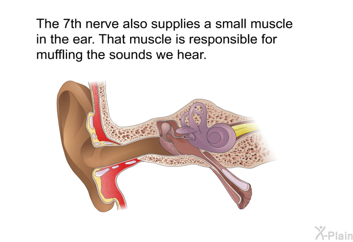 The 7<SUP>th</SUP> nerve also supplies a small muscle in the ear. That muscle is responsible for muffling the sounds we hear.
