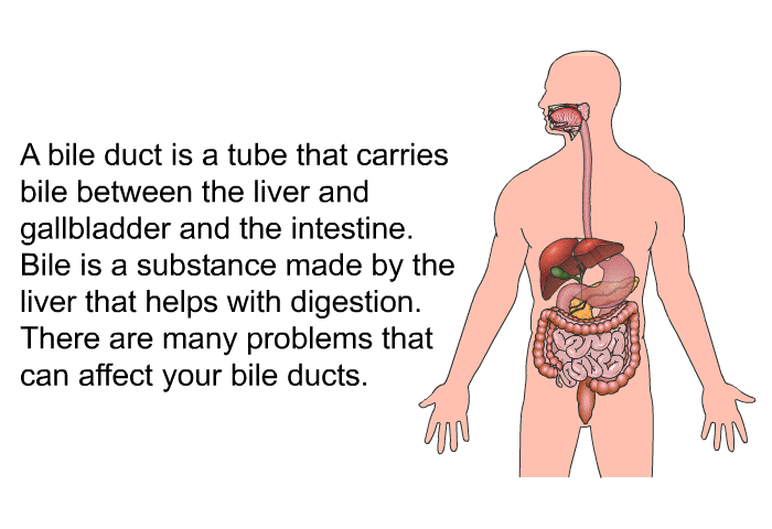 A bile duct is a tube that carries bile between the liver and gallbladder and the intestine. Bile is a substance made by the liver that helps with digestion. There are many problems that can affect your bile ducts.