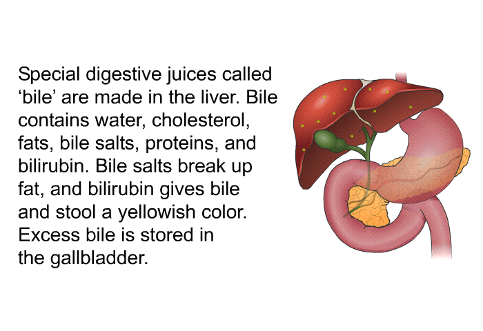Special digestive juices called  bile' are made in the liver. Bile contains water, cholesterol, fats, bile salts, proteins, and bilirubin. Bile salts break up fat, and bilirubin gives bile and stool a yellowish color. Excess bile is stored in the gallbladder.
