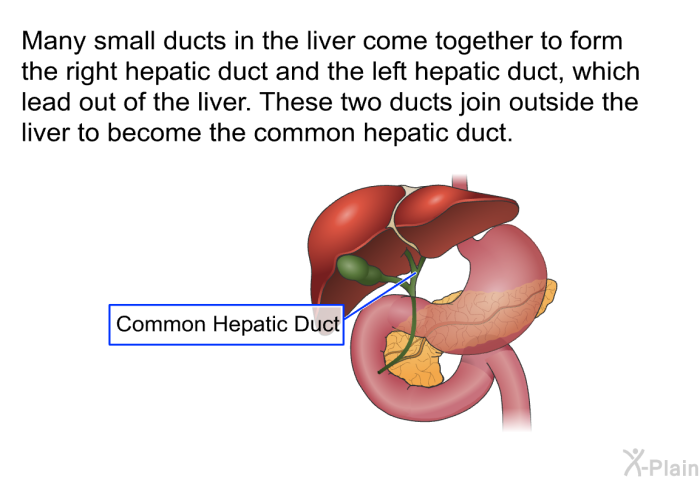 Many small ducts in the liver come together to form the right hepatic duct and the left hepatic duct, which lead out of the liver. These two ducts join outside the liver to become the common hepatic duct.