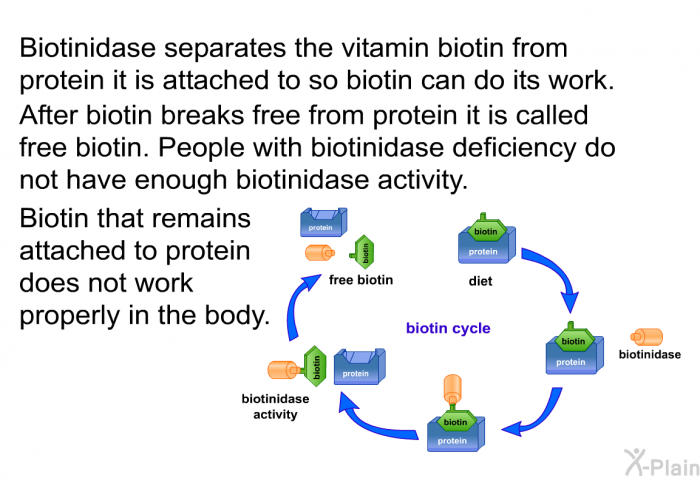 Biotinidase separates the vitamin biotin from protein it is attached to so biotin can do its work. After biotin breaks free from protein it is called free biotin. People with biotinidase deficiency do not have enough biotinidase activity. Biotin that remains attached to protein does not work properly in the body.