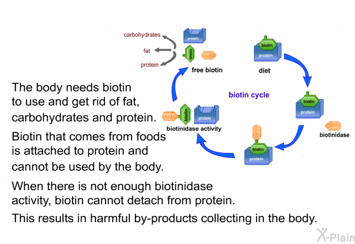 The body needs biotin to use and get rid of fat, carbohydrates and protein. Biotin that comes from foods is attached to protein and cannot be used by the body. When there is not enough biotinidase activity, biotin cannot detach from protein. This results in harmful by-products collecting in the body.