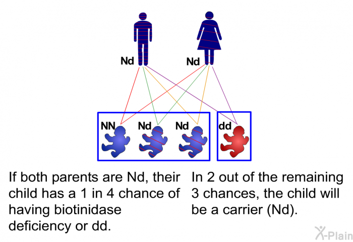 If both parents are Nd, their child has a 1 in 4 chance of having biotinidase deficiency or dd. In 2 out of the remaining 3 chances, the child will be a carrier (Nd).