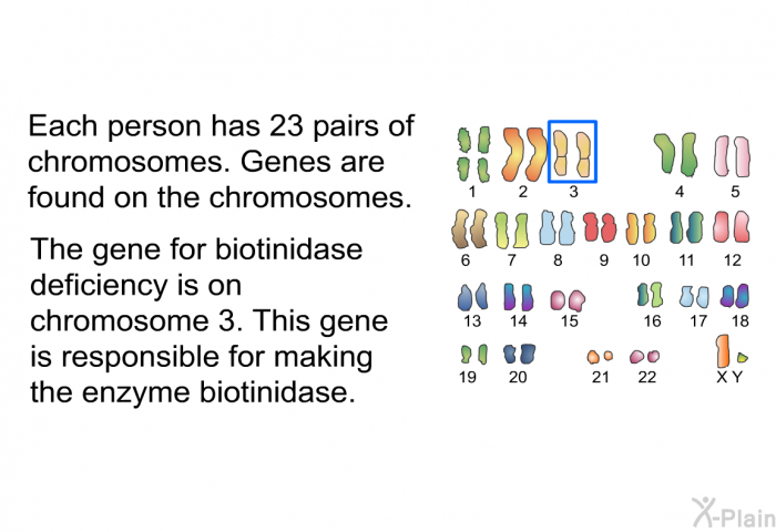 Each person has 23 pairs of chromosomes. Genes are found on the chromosomes. The gene for biotinidase deficiency is on chromosome 3. This gene is responsible for making the enzyme biotinidase.