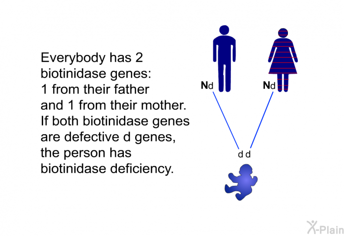 Everybody has 2 biotinidase genes: 1 from their father and 1 from their mother. If both biotinidase genes are defective d genes, the person has biotinidase deficiency.