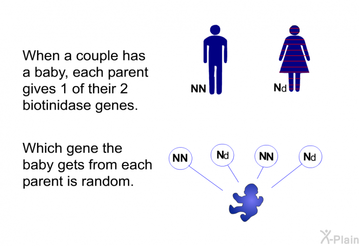 When a couple has a baby, each parent gives 1 of their 2 biotinidase genes. Which gene the baby gets from each parent is random.