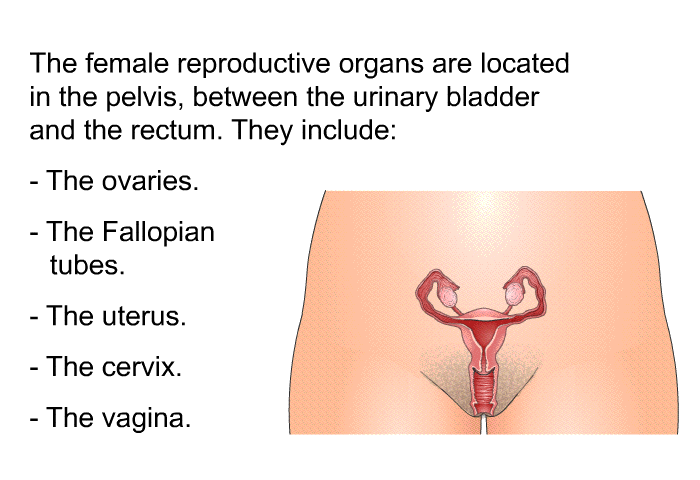 The female reproductive organs are located in the pelvis, between the urinary bladder and the rectum. They include:  The ovaries. The Fallopian tubes. The uterus. The cervix. The vagina.