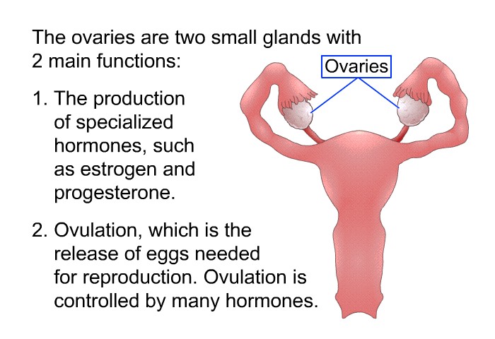 The ovaries are two small glands with 2 main functions:  The production of specialized hormones, such as estrogen and progesterone. Ovulation, which is the release of eggs needed for reproduction. Ovulation is controlled by many hormones.