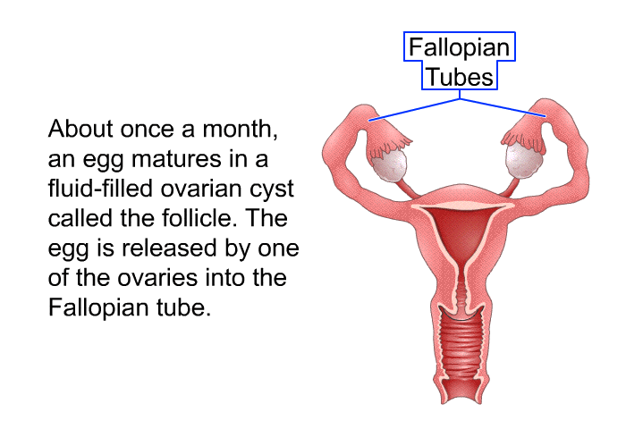 About once a month, an egg matures in a fluid-filled ovarian cyst called the follicle. The egg is released by one of the ovaries into the Fallopian tube.