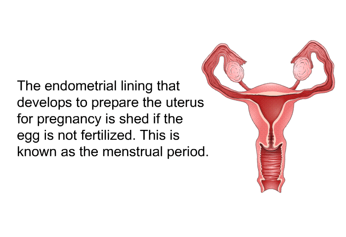 The endometrial lining that develops to prepare the uterus for pregnancy is shed if the egg is not fertilized. This is known as the menstrual period.