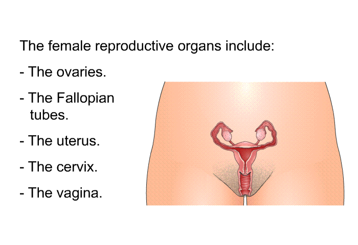 The female reproductive organs include:  The ovaries. The Fallopian tubes. The uterus. The cervix. The vagina.