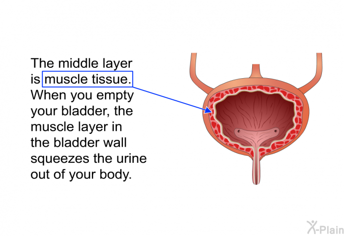 The middle layer is muscle tissue. When you empty your bladder, the muscle layer in the bladder wall squeezes the urine out of your body.