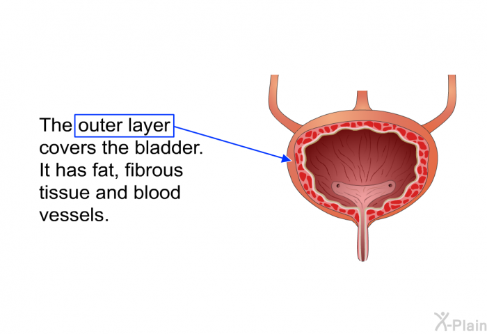 The outer layer covers the bladder. It has fat, fibrous tissue and blood vessels.