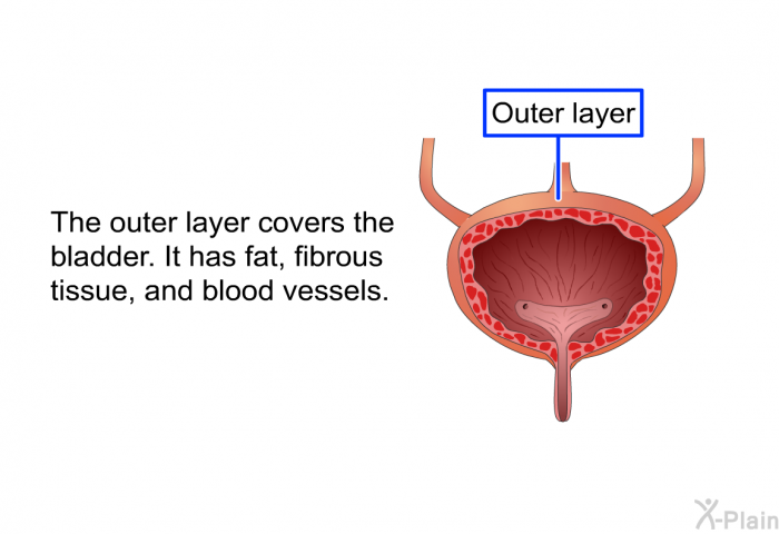 The outer layer covers the bladder. It has fat, fibrous tissue, and blood vessels.