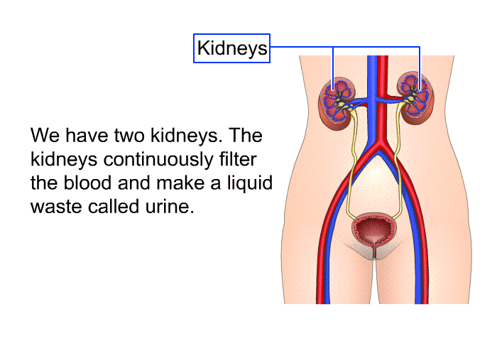 We have two kidneys. The kidneys continuously filter the blood and make a liquid waste called urine.