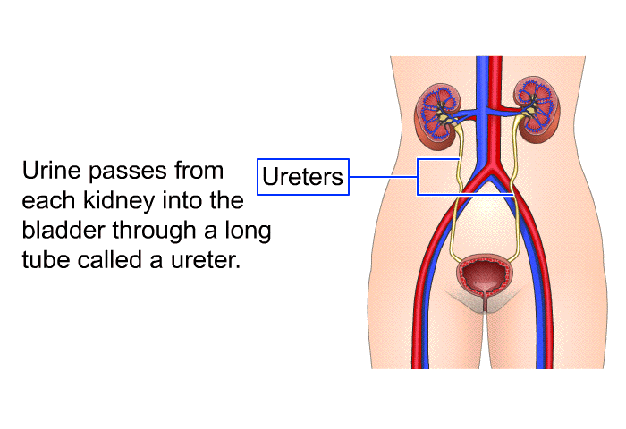 Urine passes from each kidney into the bladder through a long tube called a ureter.